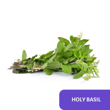 Holy Basil