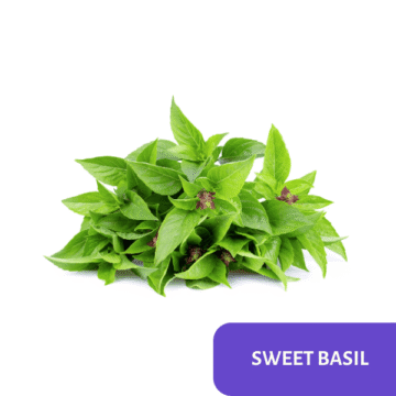 Sweet Basil